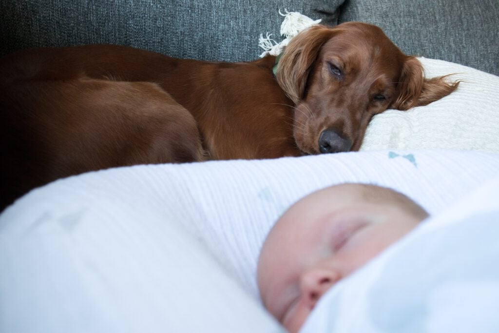 Haustier und Baby
